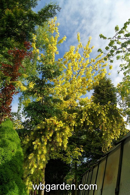 wbgarden spring 35.JPG